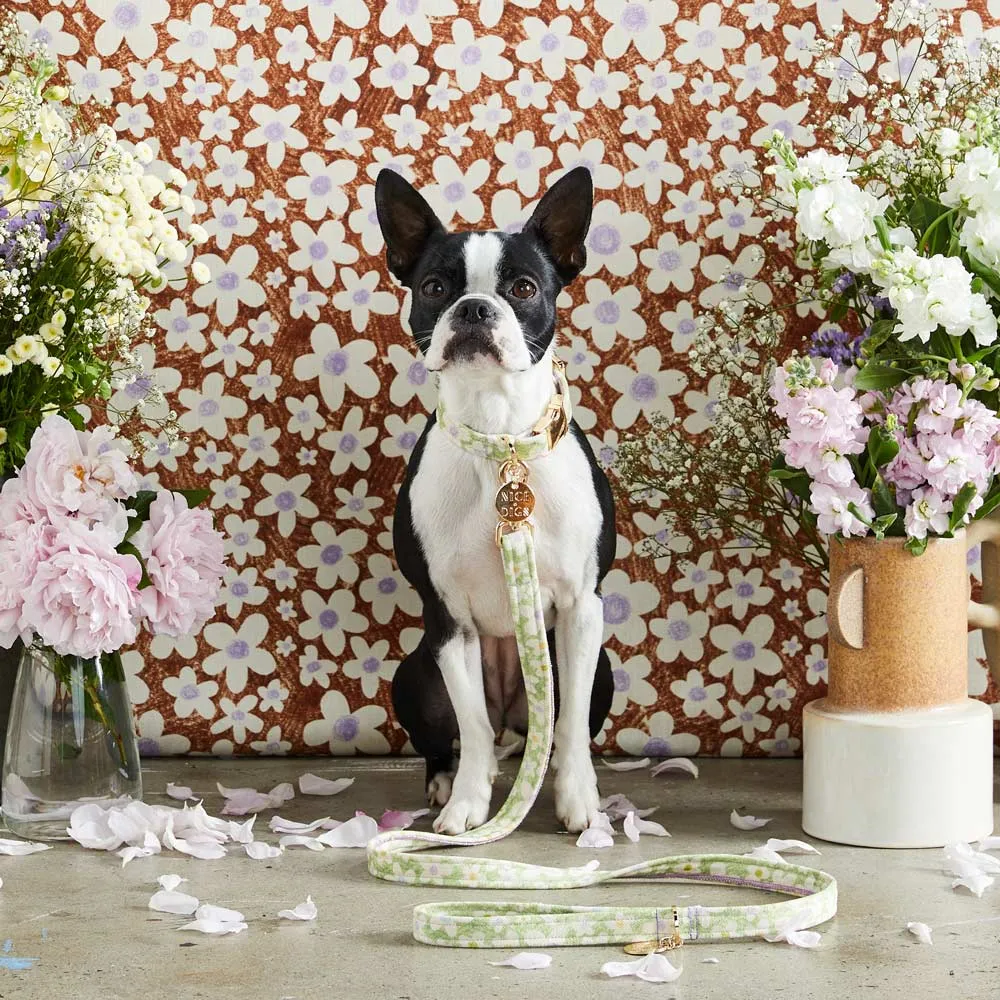 Daisy Printed Dog Collar - Pistachio - XS ONLY