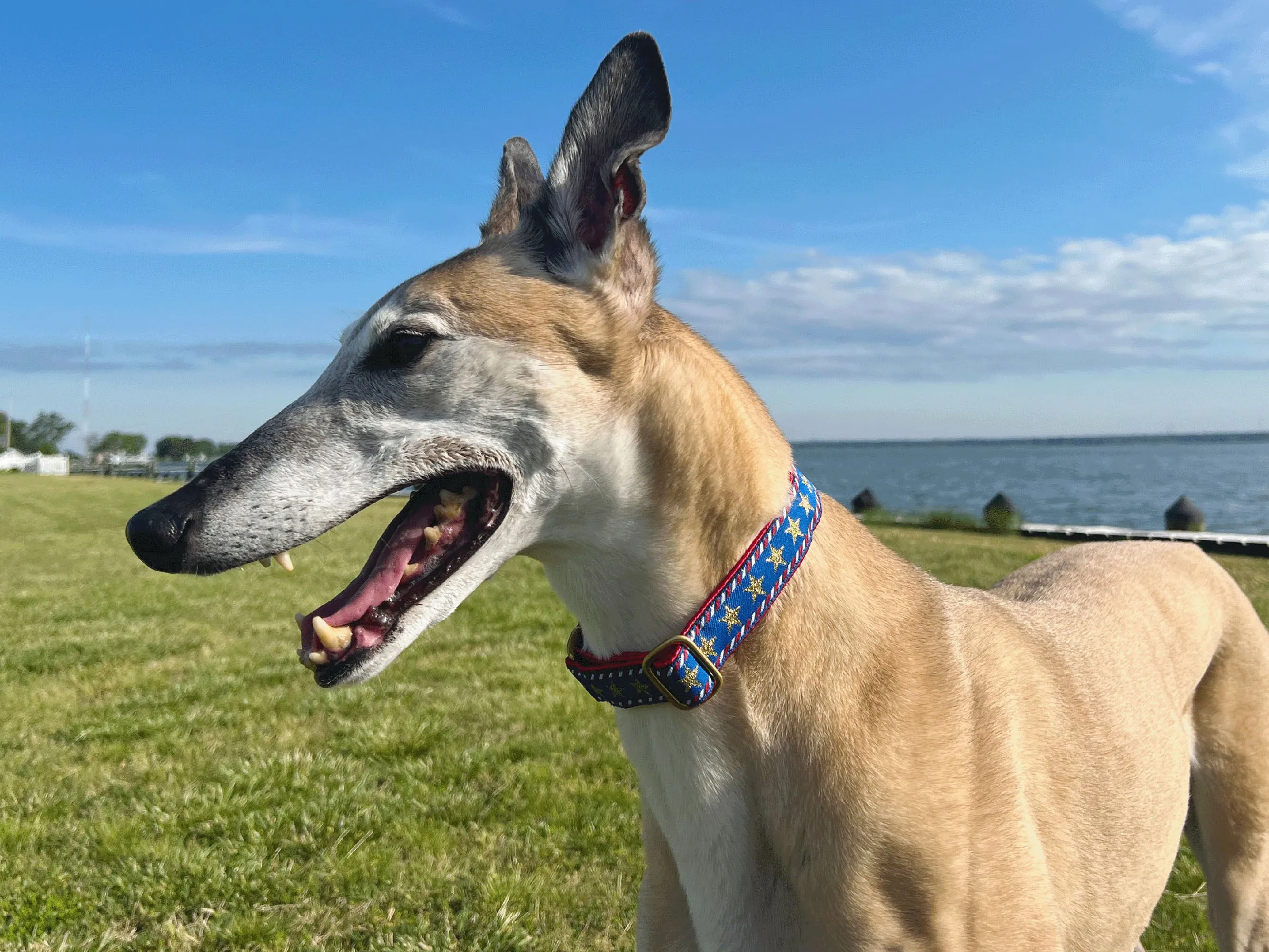 Stars & Stripes in Red, White & Blue - Martingale Dog Collar or Buckle Dog Collar - 1" Width
